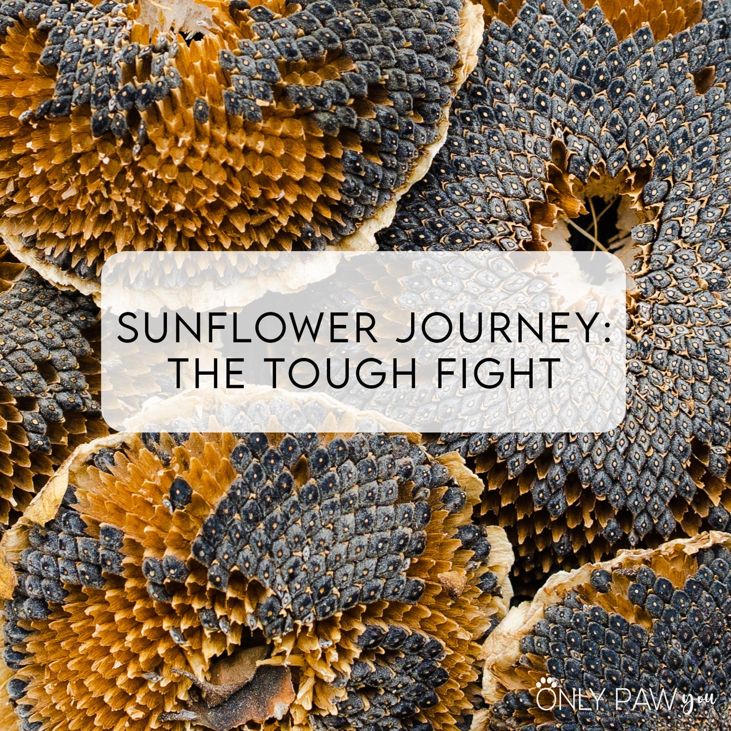 [AS-IS] Sunflower Journey: The Tough Fight