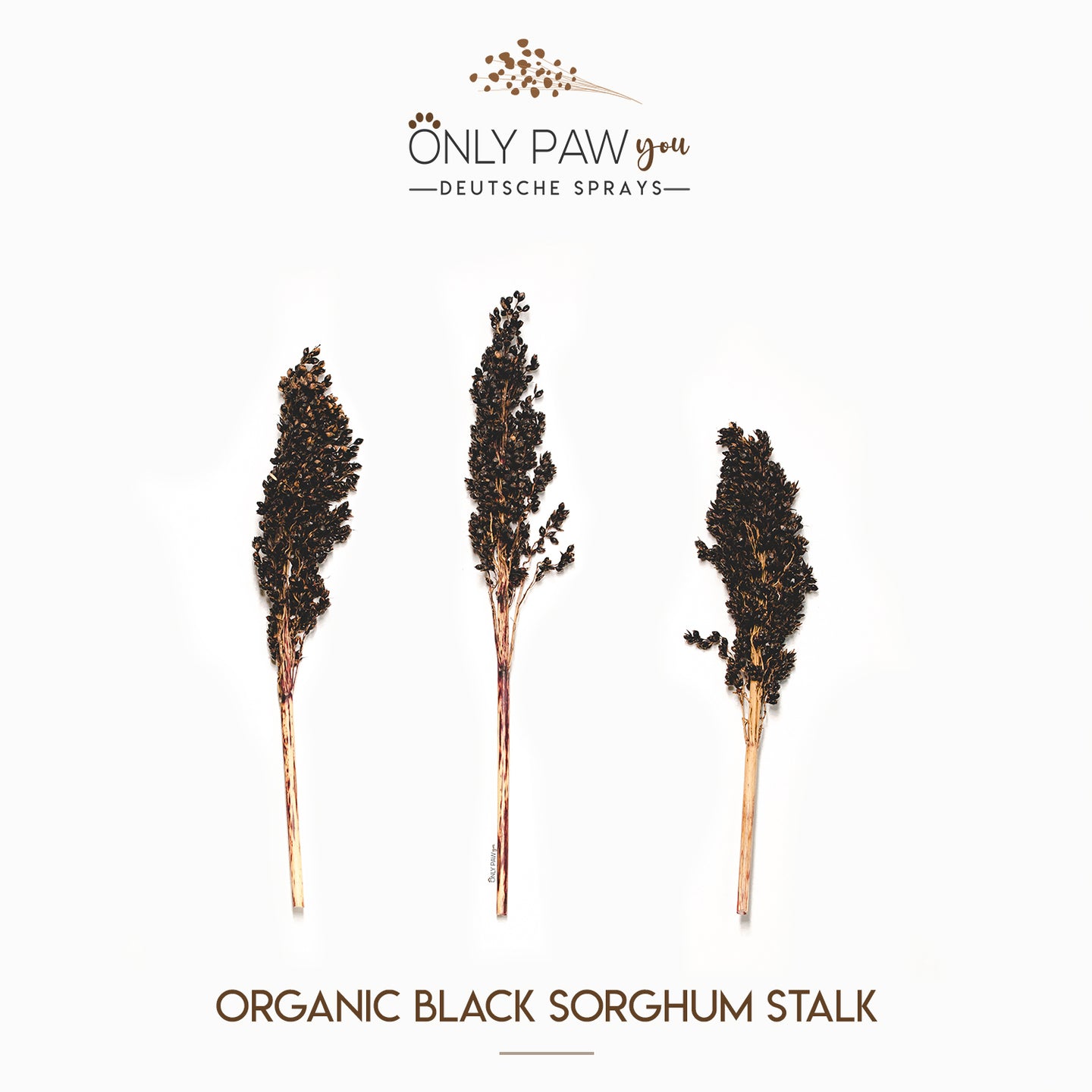 Organic Black Sorghum Stalk