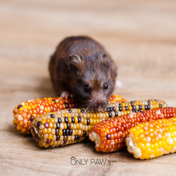 Load image into Gallery viewer, Colourful Mixed Corn Cob
