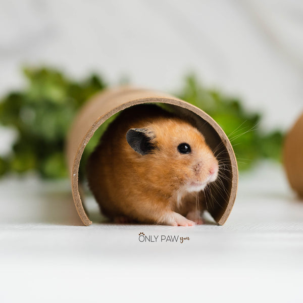 Load image into Gallery viewer, Niteangel Giant Tunnel for hamsters
