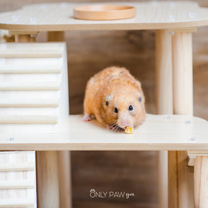 Multi-Shape Wooden Platform for hamsters