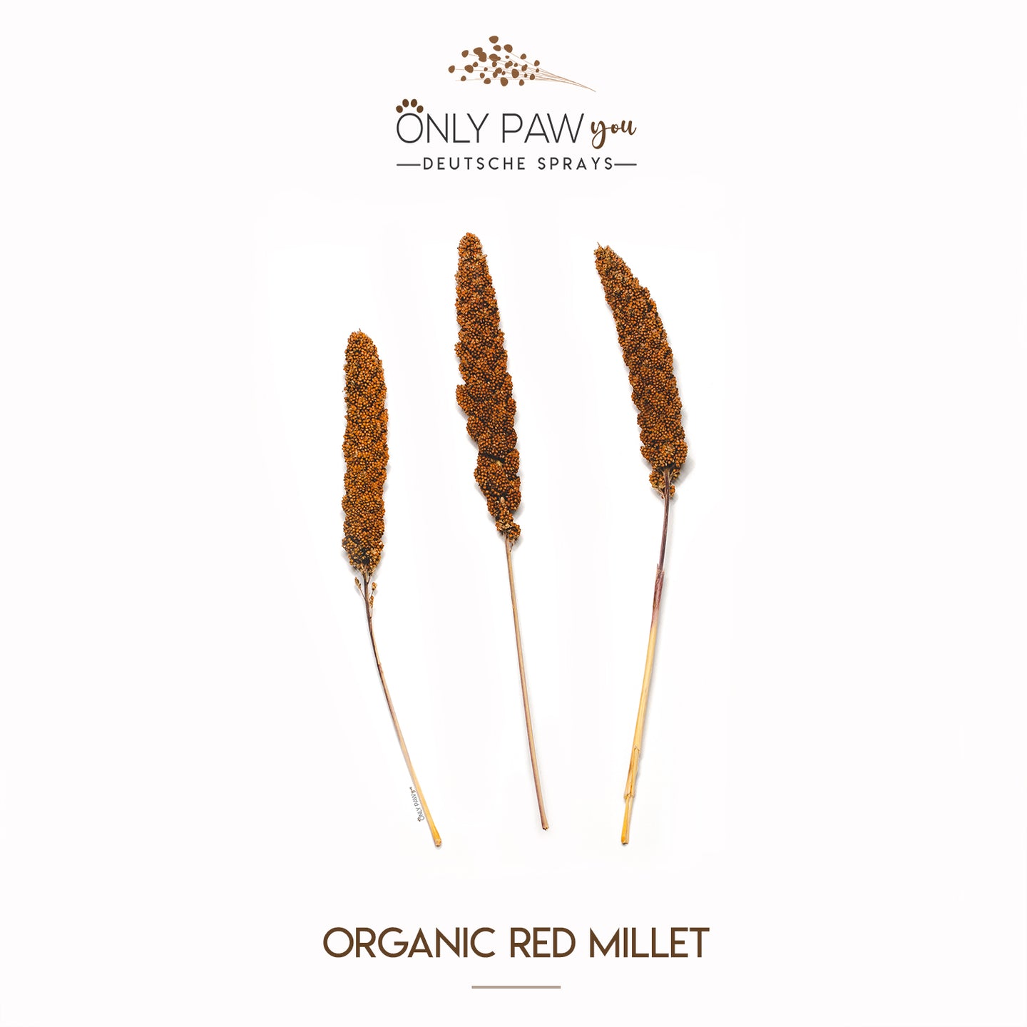 Organic Red Millet