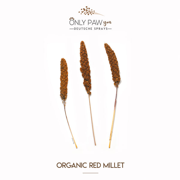 Load image into Gallery viewer, Organic Red Millet
