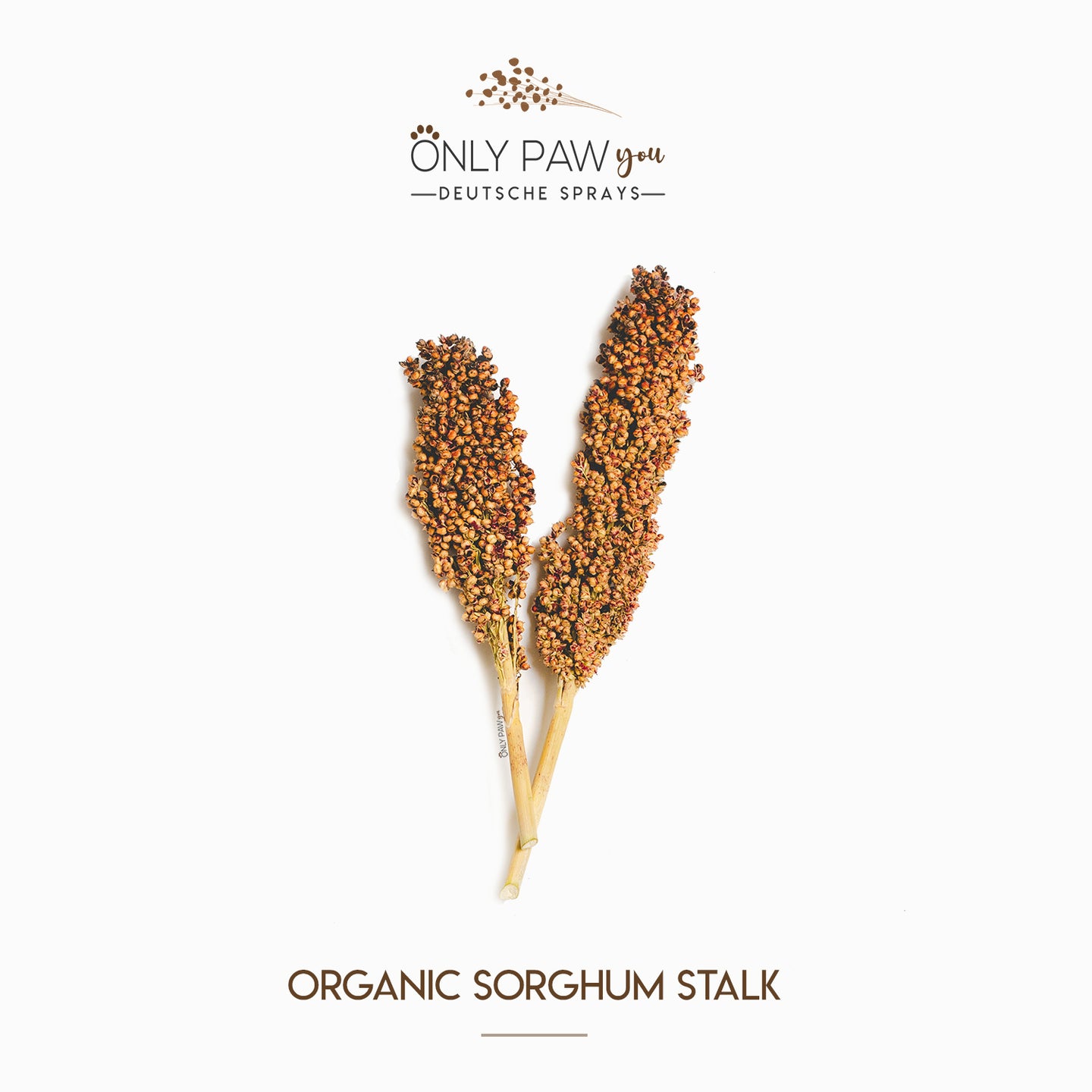 Organic Sorghum Stalk