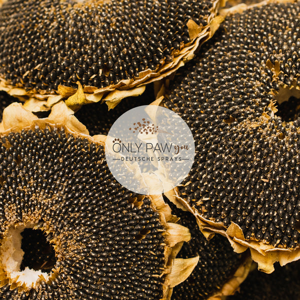 Load image into Gallery viewer, Organic Dried Sunflower Head Whole
