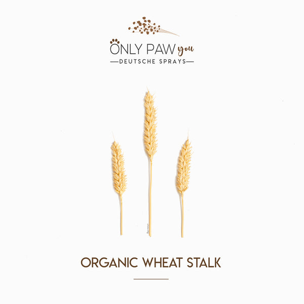 Load image into Gallery viewer, Organic Wheat Stalk
