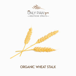 Organic Wheat Stalk