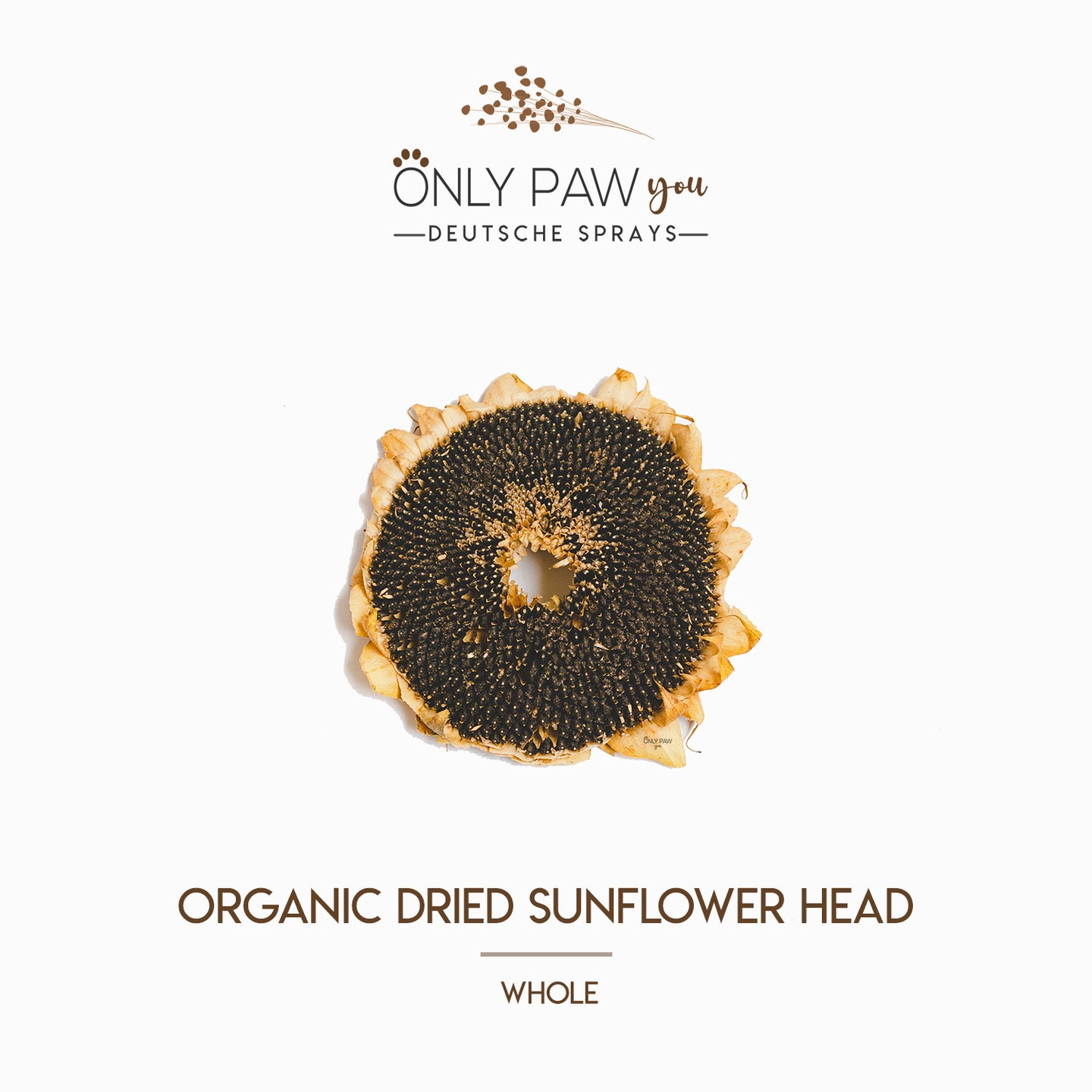 Organic Dried Sunflower Head | Whole