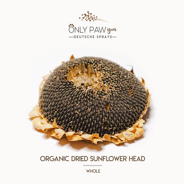 Load image into Gallery viewer, Organic Dried Sunflower Head | Whole
