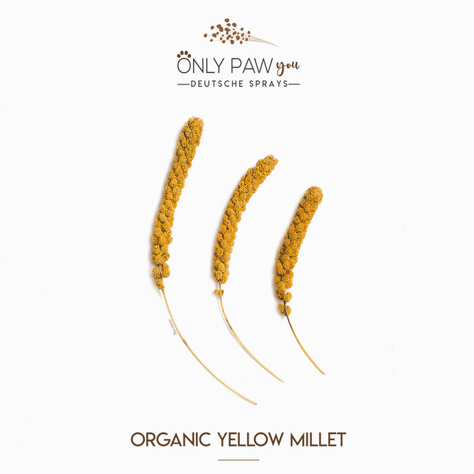 Organic Yellow Millet