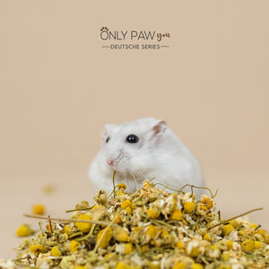 Chamomile Flower with a hamster