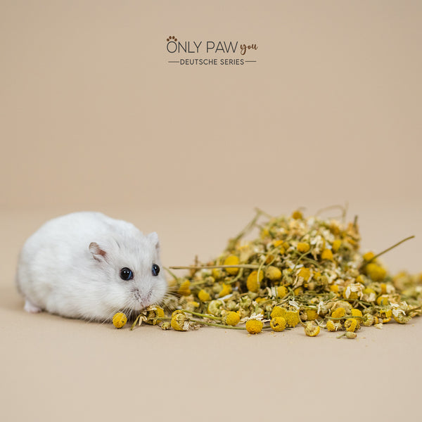 Load image into Gallery viewer, Chamomile Flower with a hamster
