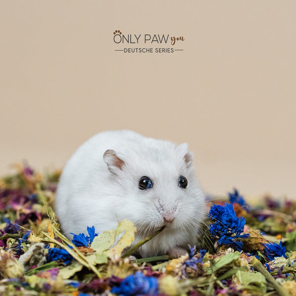 Load image into Gallery viewer, Dwarf Hamster Botanical Seed Mix,hamster food
