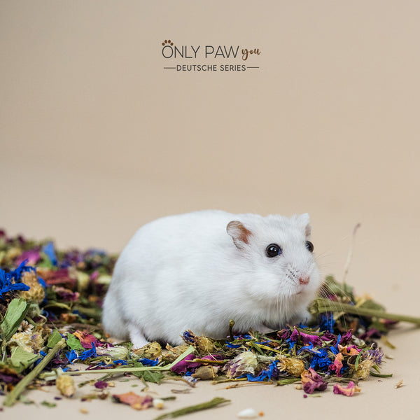 Load image into Gallery viewer, Dwarf Hamster Botanical Seed Mix, hamster food
